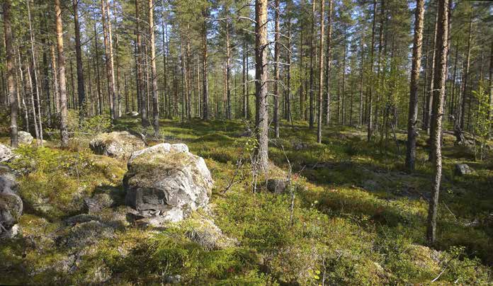 Turbiinipaikka 9 Louhikkoinen puolukka-variksenmarjatyypin (EVT) kuivahko kangas, jossa kasvaa nuoria mäntyjä.