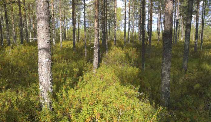 Kasvillisuutta luonnehtivat myös kanerva, pallosara, puolukka ja variksenmarja. Alueen laiteilla on hyvin laaja hakkuuala, mutta se ei ole vaikuttanut vesitalouteen.