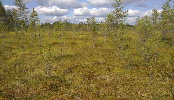 Rahkasammalet muodostavat lähes yhtenäisen peitteen. Kuviolla on myös puutonta rahkanevaa (RaN), jossa esiintyy hieman vähemmän varpukasvillisuutta.