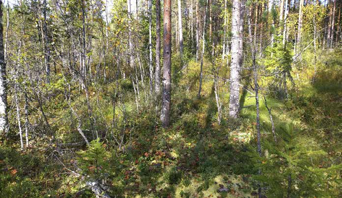 Puolukka, mustikka, pallosara, tupasvilla ja suopursu edustavat peruslajistoa. Alueella on vanhat ajourat, mutta ne eivät ole vaikuttaneet mainittavasti kasvillisuuteen.