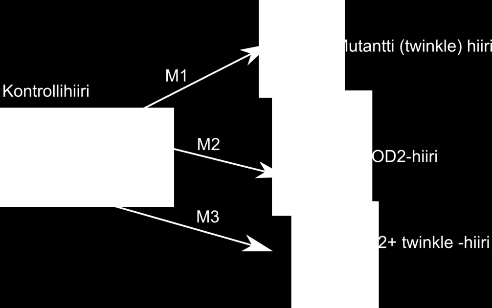 3.8 Muuttujien muodostus Numeerisille muuttujille tehtiin normalisoinnissa log2-muunnos ja duplikaattigeenirivien yhdistämisen yhteydessä laskettiin replikaateista keskiarvot.