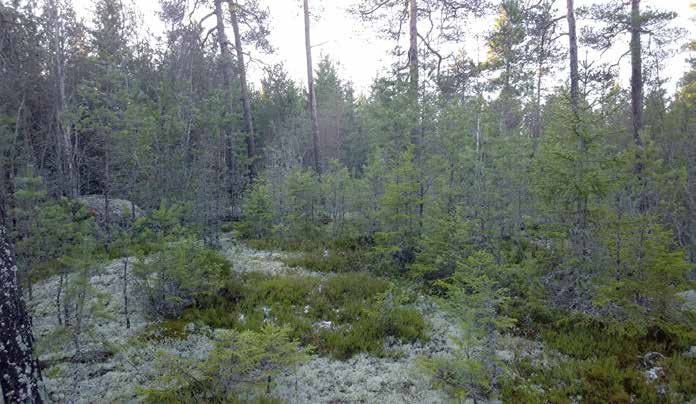 jonka puusto on hyvin nuorta. Lakkapäätai kilpikaarnamäntyjä ei kuviolla esiinny.