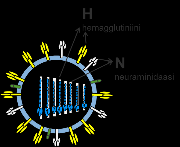 Influenssavirusten muuntelu kausi-influenssat jatkuvaa muuntelua mutaatioiden kautta (antigenic drift) muuntumista ohjaa myös väestön immuniteetti epidemia pandeemiset influenssavirukset alatyyppien