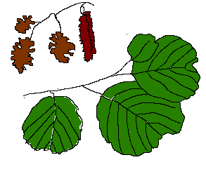 Sisällysluettelo Alkusanat... 1 Puuretki pienimmille oppilaille... 2 Halataan puita!... 2 Erilaiset puut... 2 Elämää vanhoissa puissa... 3 Lempipuu... 3 Vesistöretki vanhemmille oppilaille.