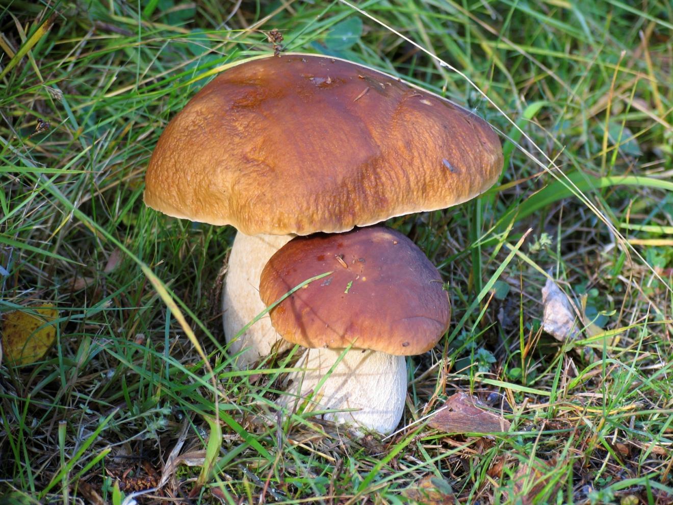 Herkkutatti ( Boletus edulis),