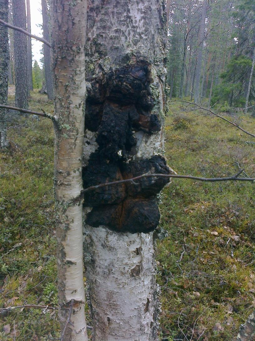 Toimialaan vaikuttavia muutosvoimia Biotalous Luonnontuotteet tarjoavat biotaloudelle uusia liiketoimintamahdollisuuksia ja niiden tuotteistamista ja vientiä voitaisiin