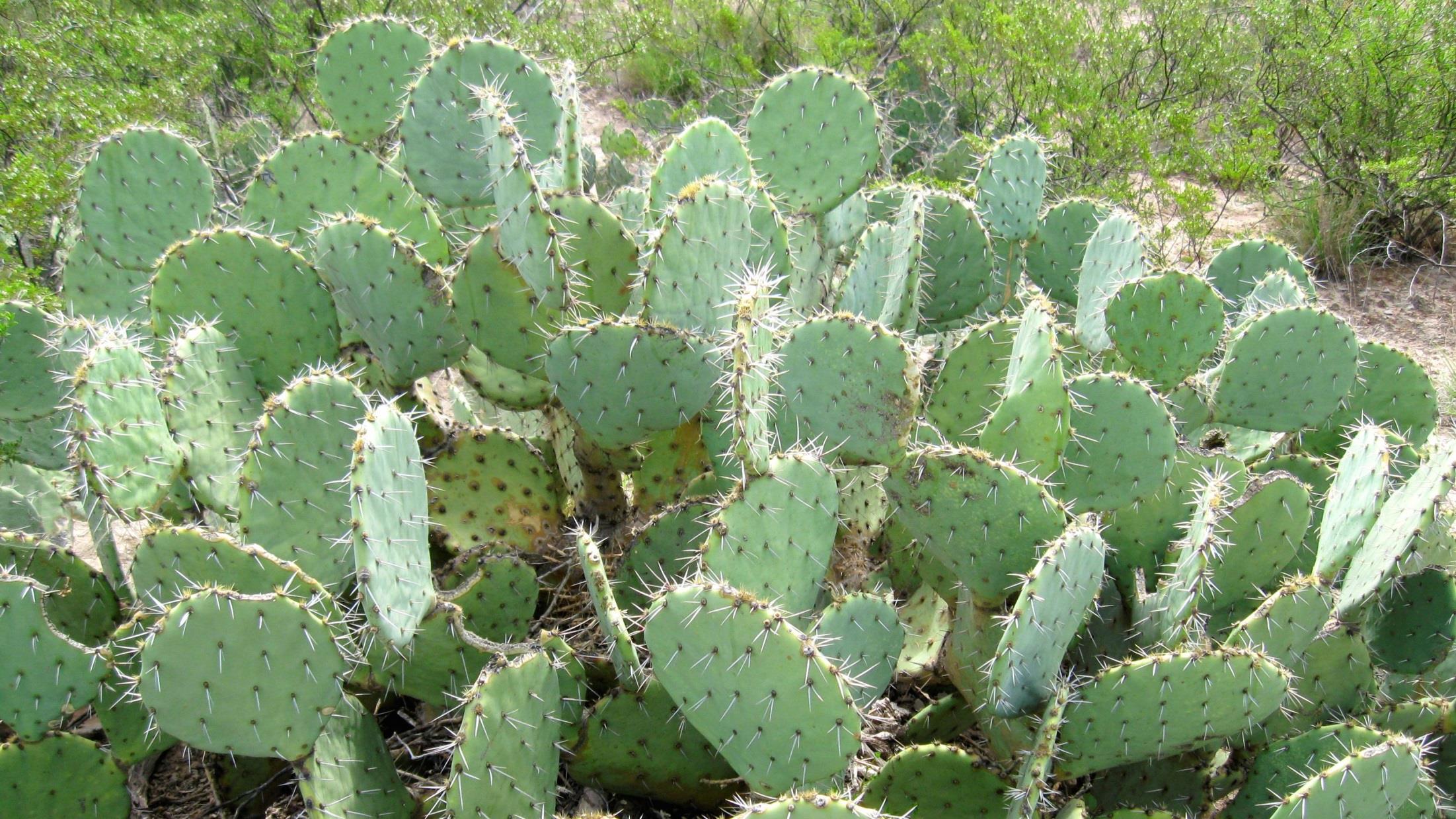 Opuntia-kaktus: mitä haaroittuvampi levymäisten