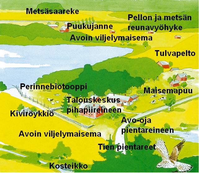 Maatalousalueiden luonnon monimuotoisuus Keski-Suomen ELY, Kaisa