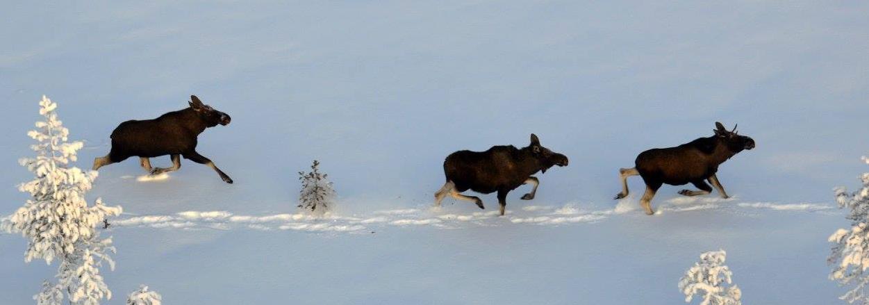 Peltokolmiolaskenta Peltokolmio on pieni riistakolmio, jonka sivu on 2 km.