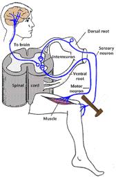 Hermoston fysiologia II 7 Hermoston fysiologia II 8 Selkäydin + selkäydinhermo dorsaali- eli selkäpuoli harmaa aine (somat) 31 paria takajuuri valkoinen aine (aksonit) ganglio etujuuri Hermoston