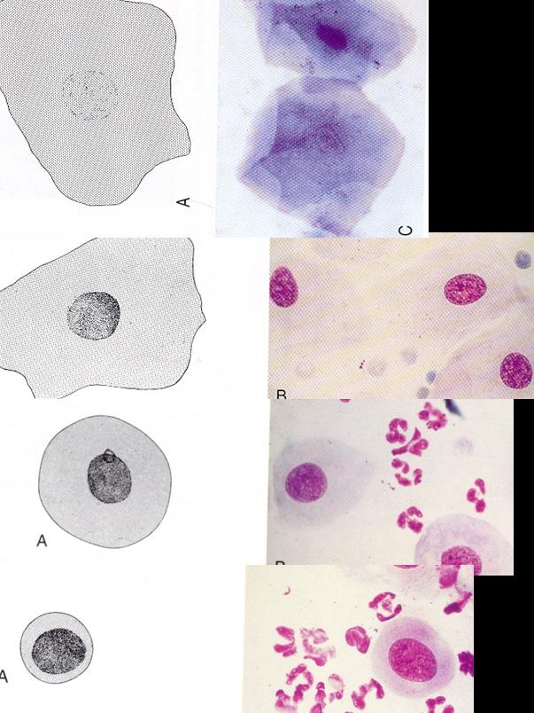 Vaginan irtosolunäyte PAPA Vaginan limakalvon pintasoluja Koiralla ei ole seisovan kiiman aikana solukuvassa tulehdussoluja Bakteereita on