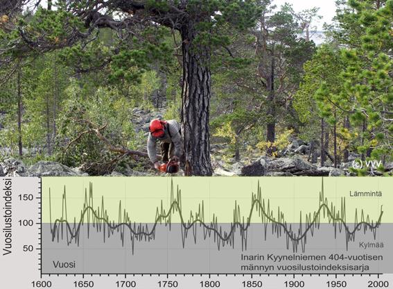 Dendrokronologialla vuodentarkkaa ilmastotietoa. - Menetelmä on vielä kovin uutta historiantutkimuksessa Suomessa ja maailmalla Metsänrajamännyn kasvu vaihtelee rytmikkäästi Inarin Kyynelniemessä.