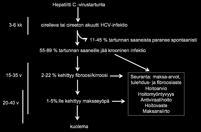 Hepatiitti C-infektion eri vaiheet ja kroonisen infektion aikana mahdollisesti kehittyvien