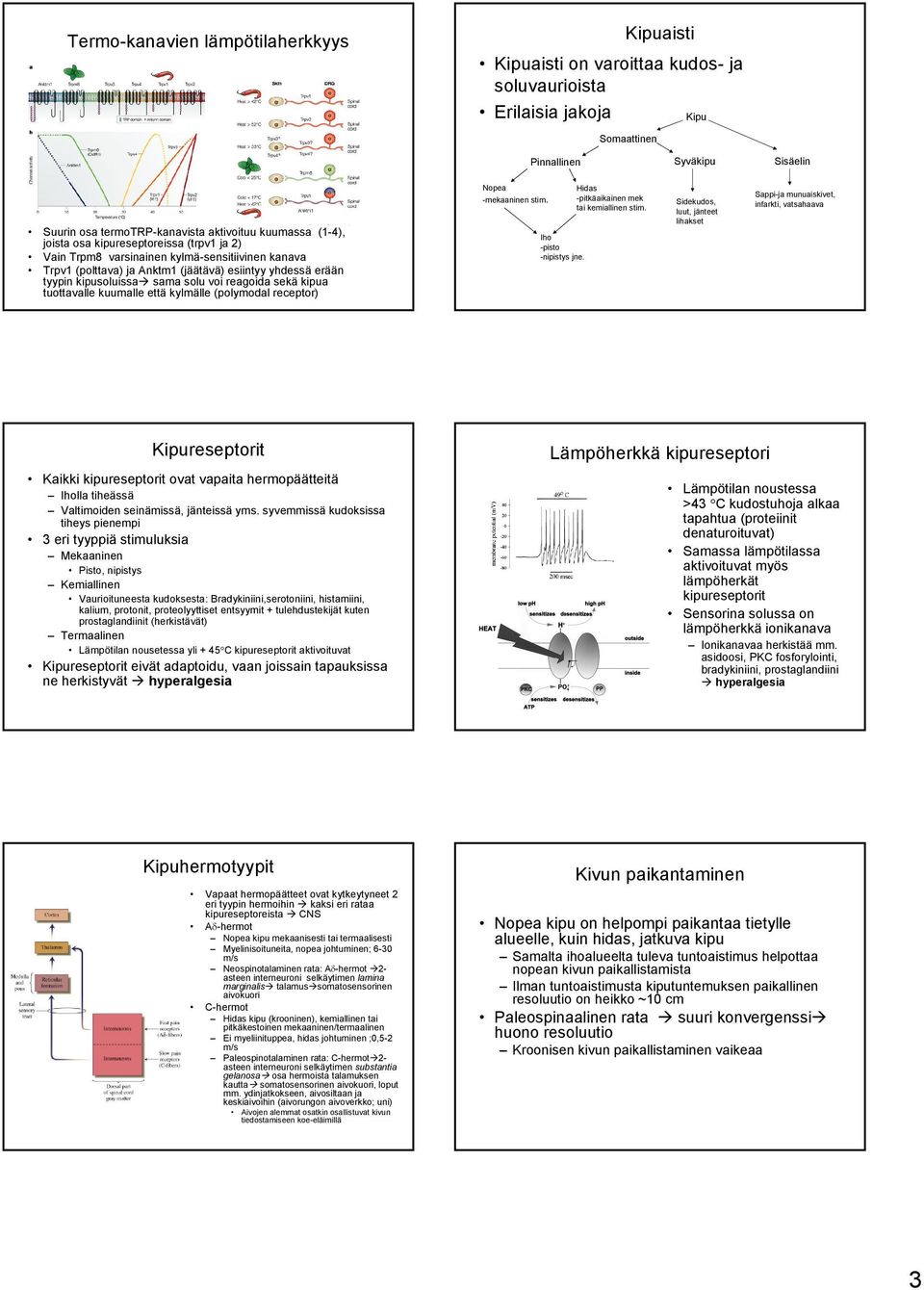 voi reagoida sekä kipua tuottavalle kuumalle että kylmälle (polymodal receptor) Nopea -mekaaninen stim. Iho -pisto -nipistys jne. Hidas -pitkäaikainen mek tai kemiallinen stim.