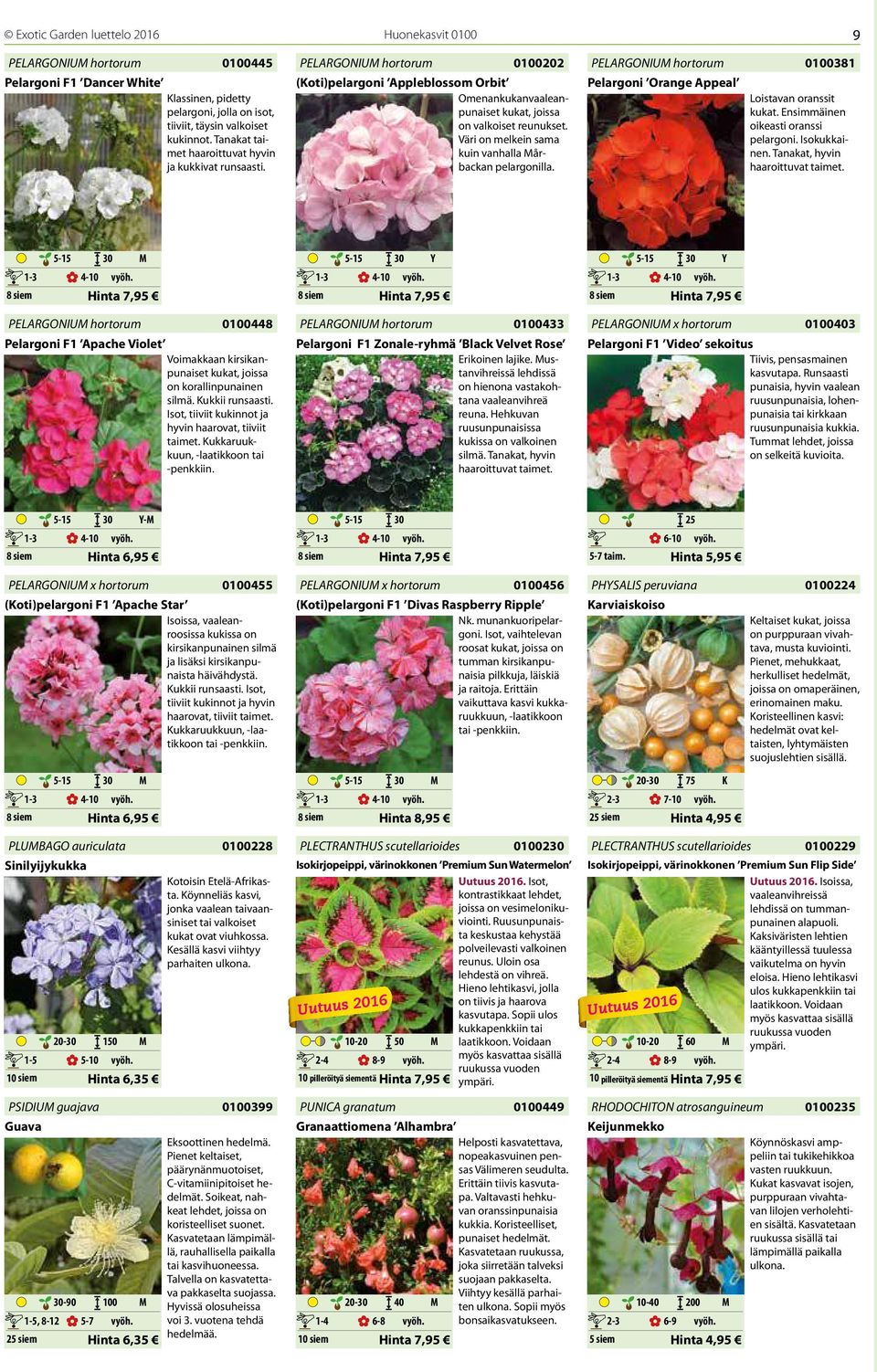 Väri on melkein sama kuin vanhalla Mårbackan pelargonilla. PELARGONIUM hortorum Pelargoni Orange Appeal 0100381 Loistavan oranssit kukat. Ensimmäinen oikeasti oranssi pelargoni. Isokukkainen.