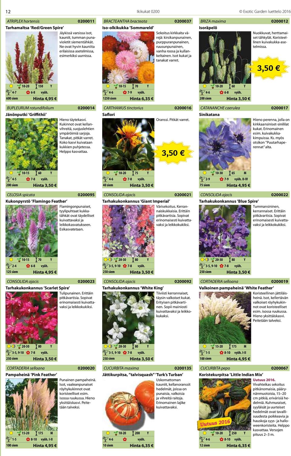 BRACTEANTHA bracteata Iso-olkikukka Sommareld 0200037 Sekoitus kirkkaita värejä: kirsikanpunainen, purppuranpunainen, ruusunpunainen, vanha roosa ja kullankeltainen. Isot kukat ja tanakat varret.