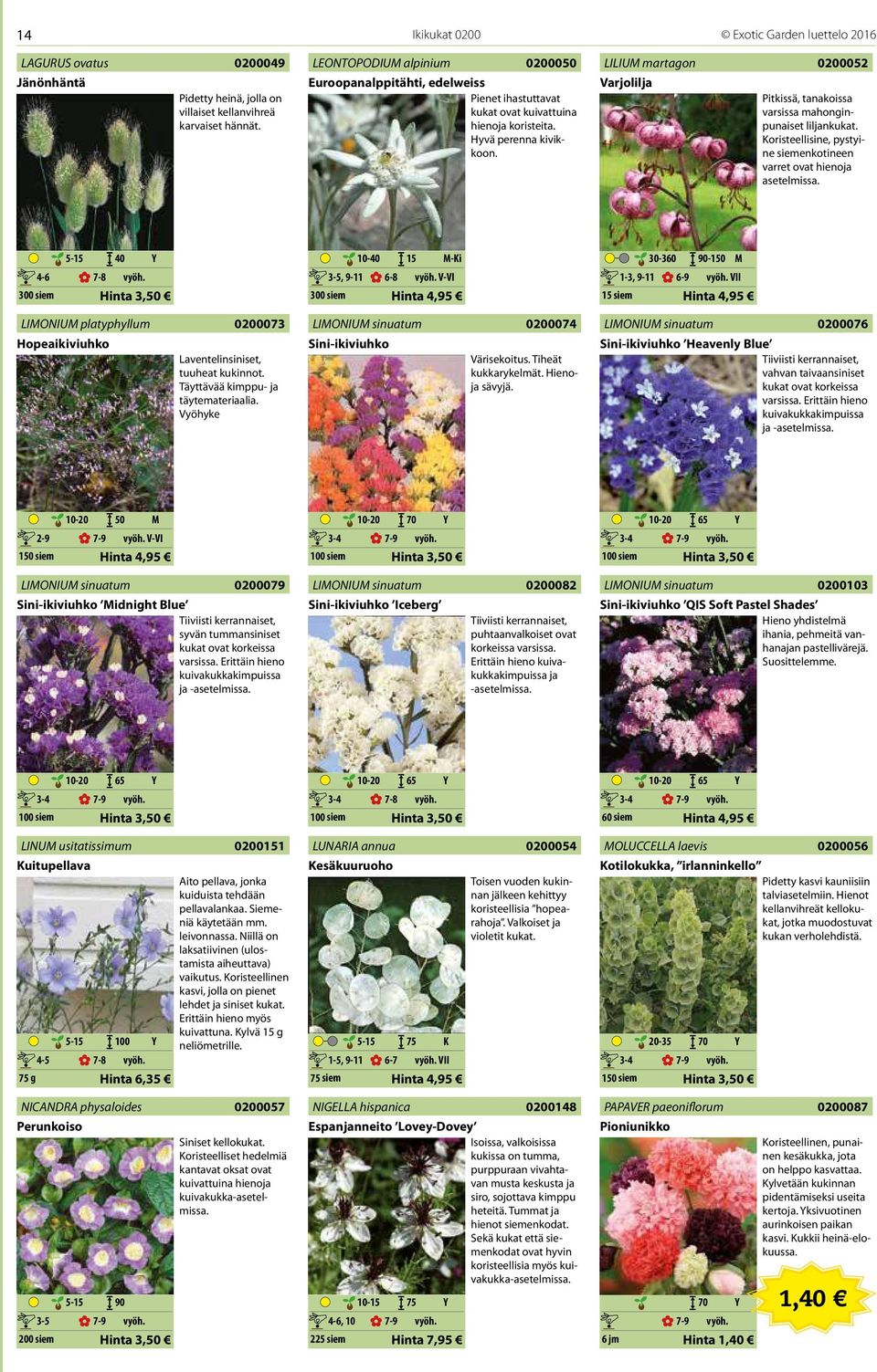 LILIUM martagon Varjolilja 0200052 Pitkissä, tanakoissa varsissa mahonginpunaiset liljankukat. Koristeellisine, pystyine siemenkotineen varret ovat hienoja asetelmissa.
