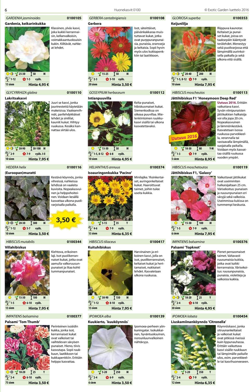 Sopii hyvin myös ulos kukkapenkkiin tai laatikkoon. GLORIOSA superba Keijunlilja 0100353 Riippuva kaunotar. Keltaiset ja punaiset kukat, joissa on taaksepäin kääntyvät terälehdet.