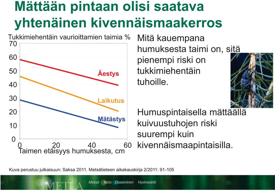 40 30 20 10 0 Laikutus Mätästys 0 20 40 60 Taimen etäisyys humuksesta, cm Humuspintaisella mättäällä