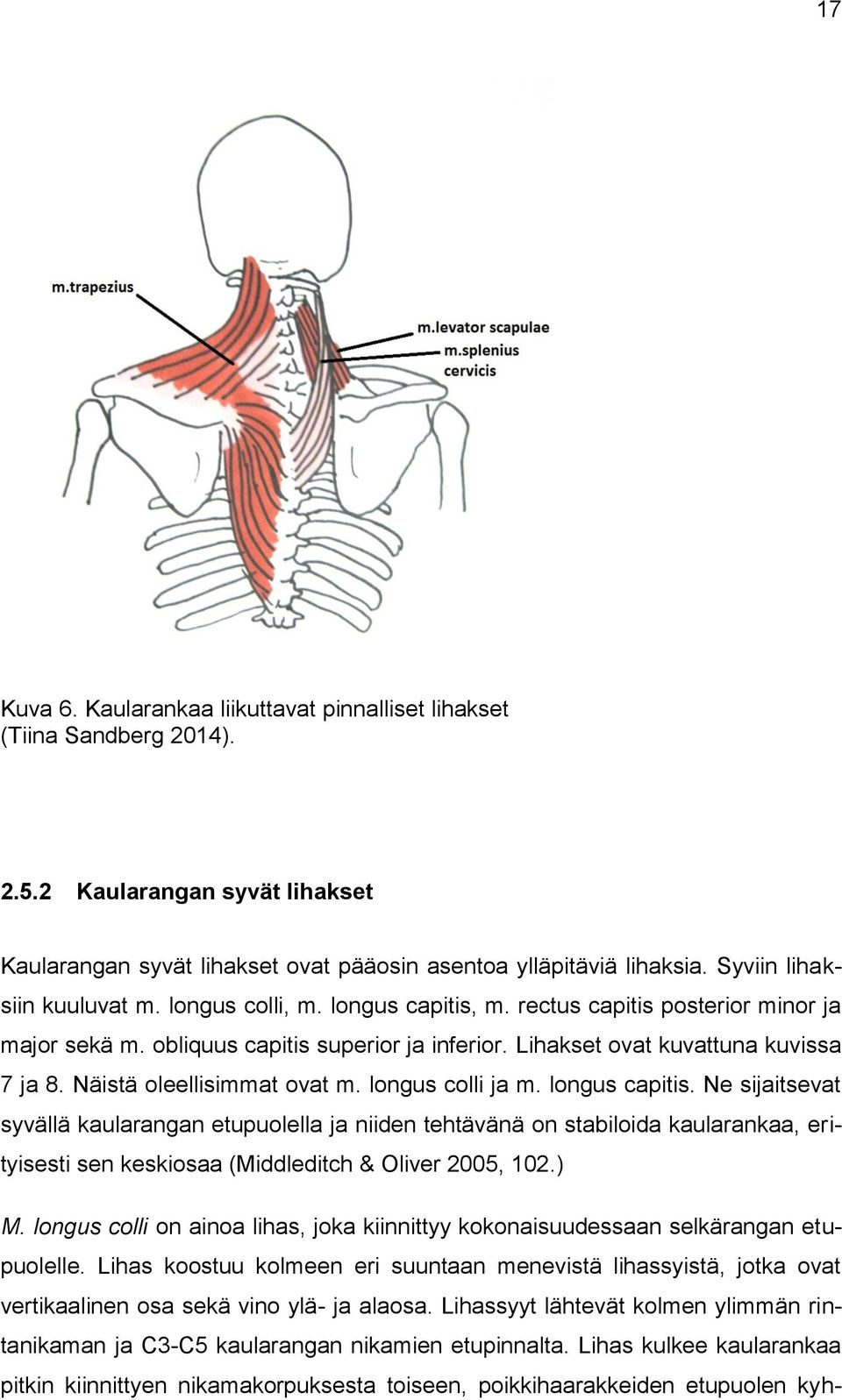 Näistä oleellisimmat ovat m. longus colli ja m. longus capitis.