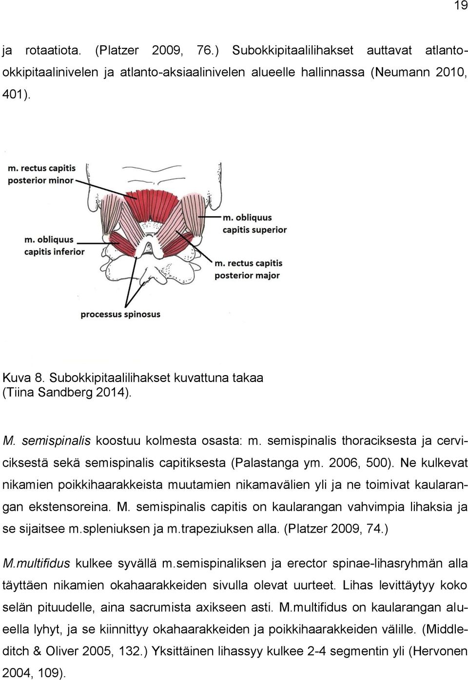 2006, 500). Ne kulkevat nikamien poikkihaarakkeista muutamien nikamavälien yli ja ne toimivat kaularangan ekstensoreina. M. semispinalis capitis on kaularangan vahvimpia lihaksia ja se sijaitsee m.