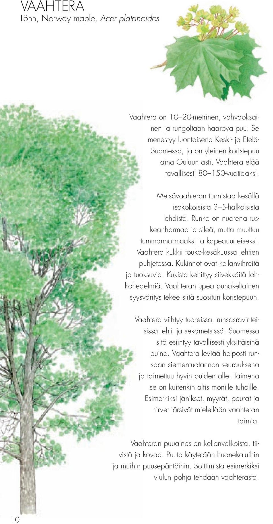 Metsävaahteran tunnistaa kesällä isokokoisista 3 5-halkoisista lehdistä. Runko on nuorena ruskeanharmaa ja sileä, mutta muuttuu tummanharmaaksi ja kapeauurteiseksi.