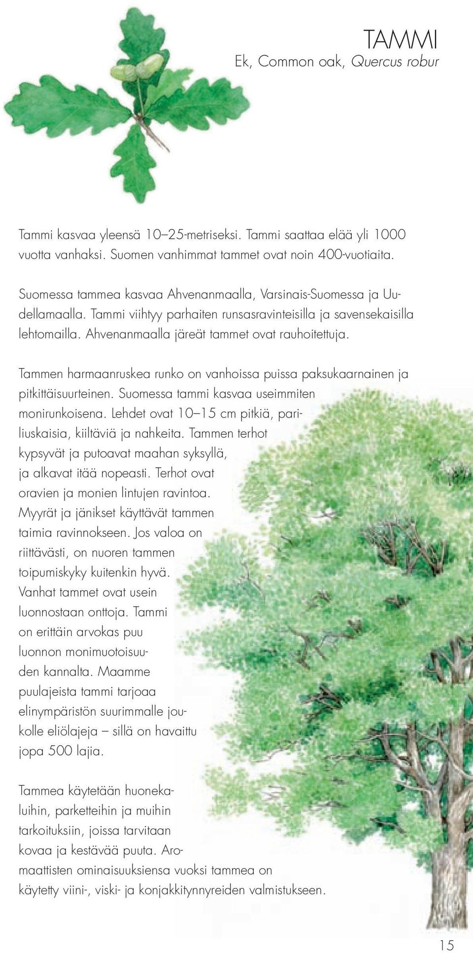 Tammen harmaanruskea runko on vanhoissa puissa paksukaarnainen ja pitkittäisuurteinen. Suomessa tammi kasvaa useimmiten monirunkoisena.