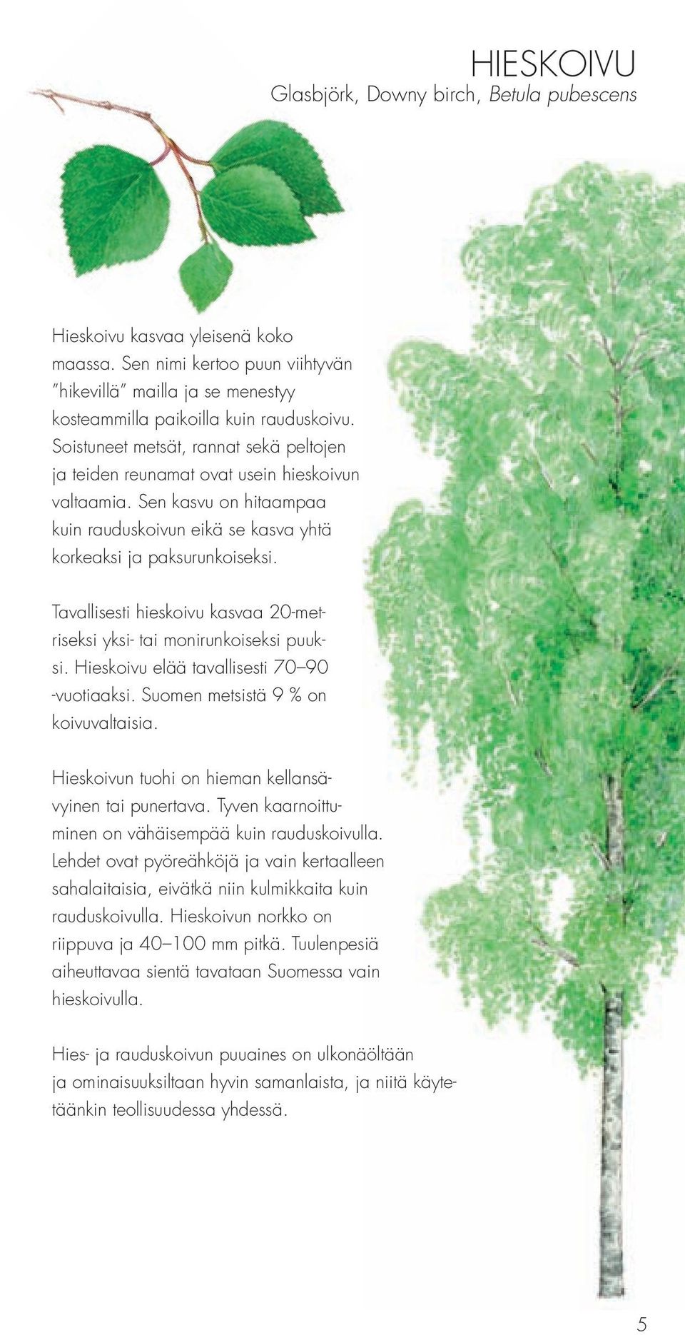 Tavallisesti hieskoivu kasvaa 20-metriseksi yksi- tai monirunkoiseksi puuksi. Hieskoivu elää tavallisesti 70 90 -vuotiaaksi. Suomen metsistä 9 % on koivuvaltaisia.