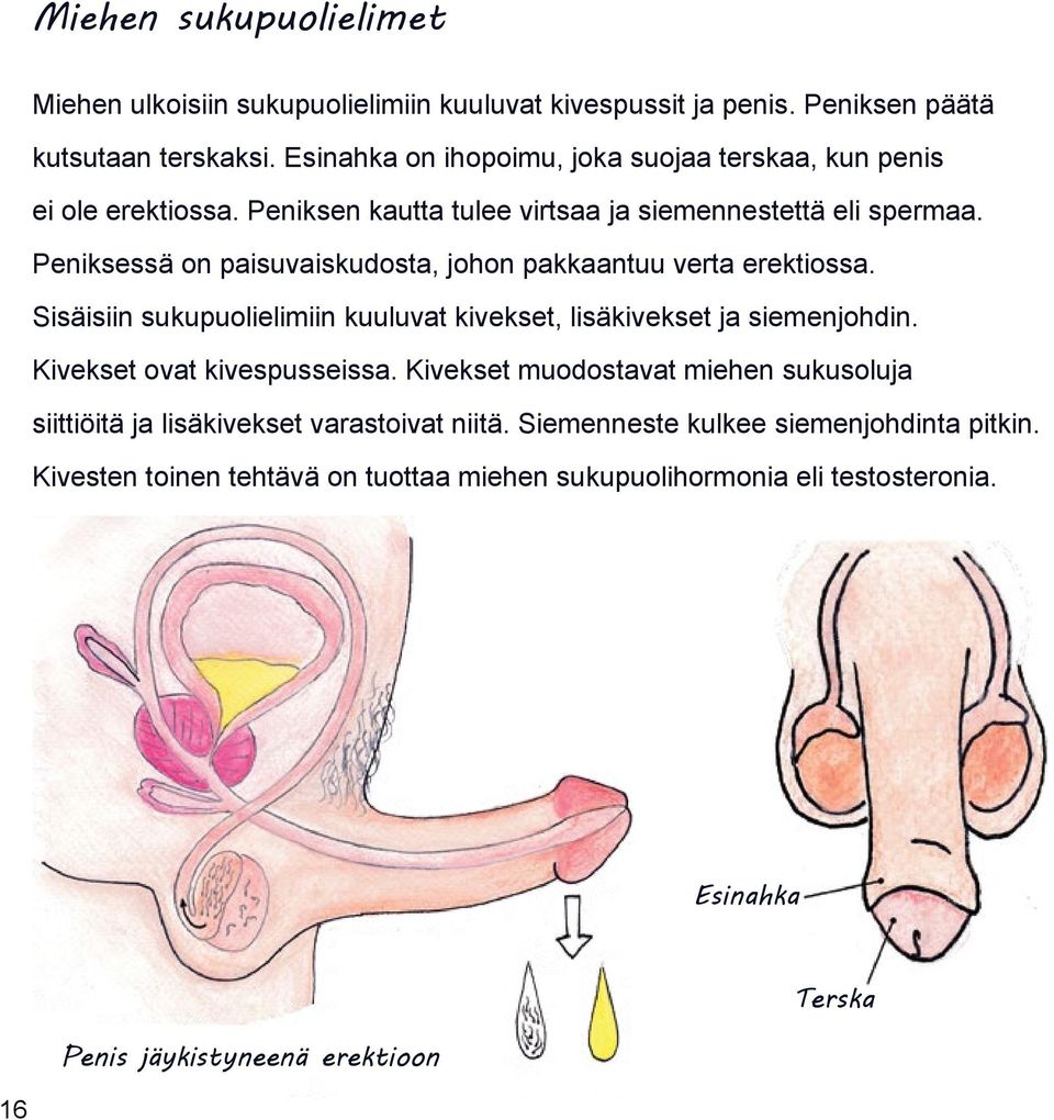 Peniksessä on paisuvaiskudosta, johon pakkaantuu verta erektiossa. Sisäisiin sukupuolielimiin kuuluvat kivekset, lisäkivekset ja siemenjohdin.