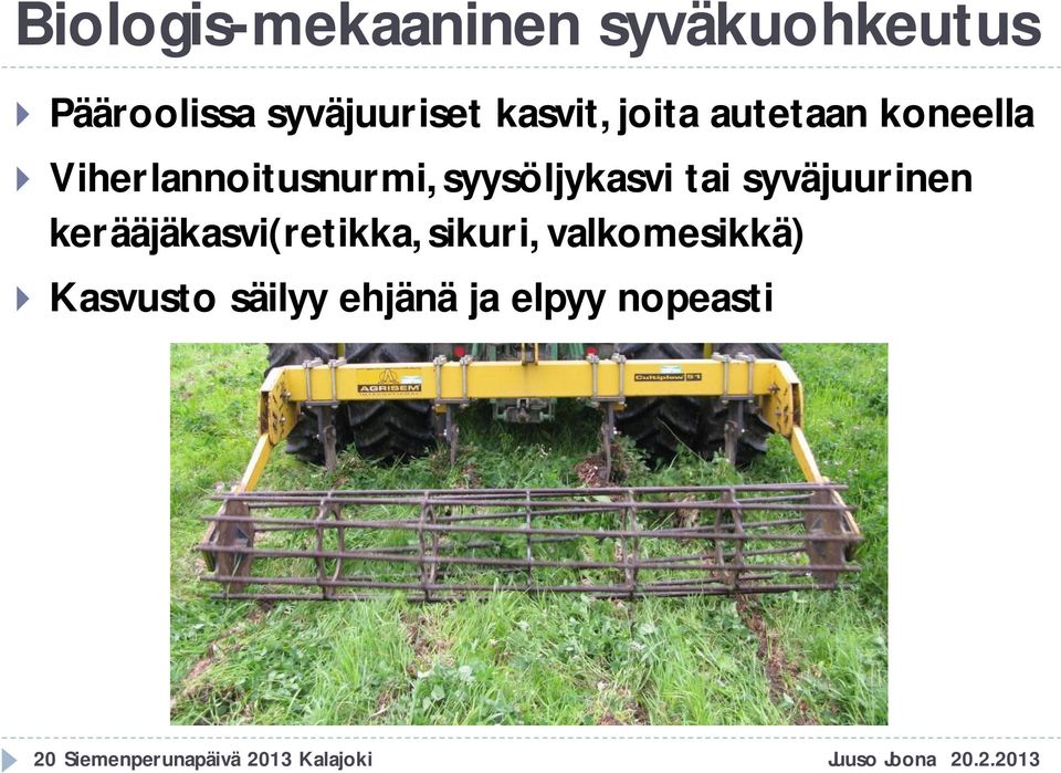 syväjuurinen kerääjäkasvi(retikka, sikuri, valkomesikkä) Kasvusto