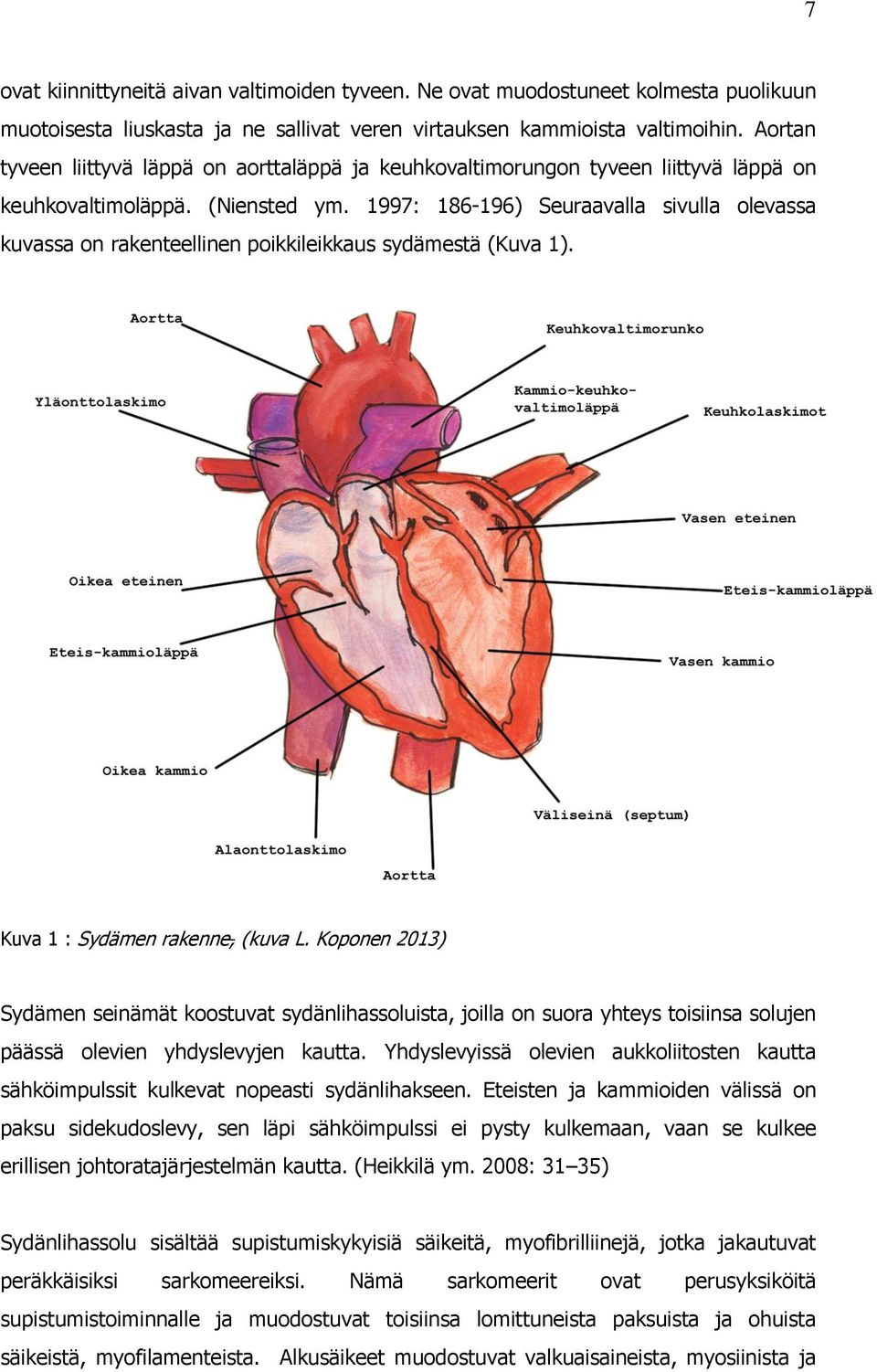 1997: 186-196) Seuraavalla sivulla olevassa kuvassa on rakenteellinen poikkileikkaus sydämestä (Kuva 1). Kuva 1 : Sydämen rakenne, (kuva L.