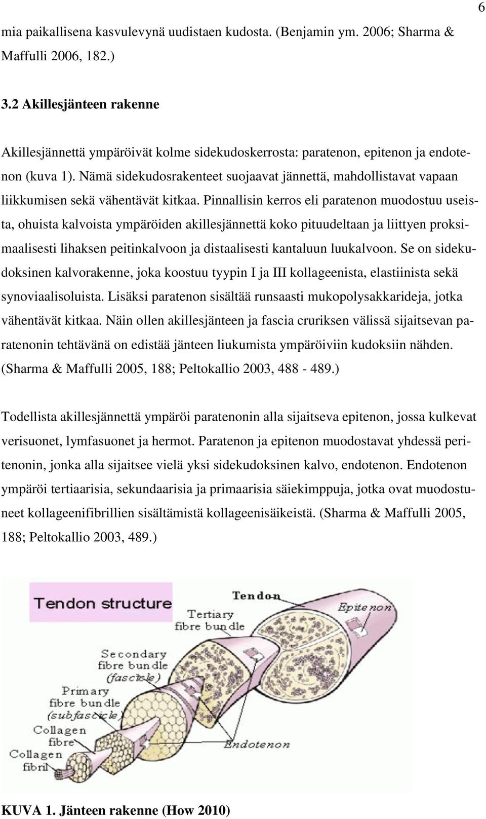 Nämä sidekudosrakenteet suojaavat jännettä, mahdollistavat vapaan liikkumisen sekä vähentävät kitkaa.