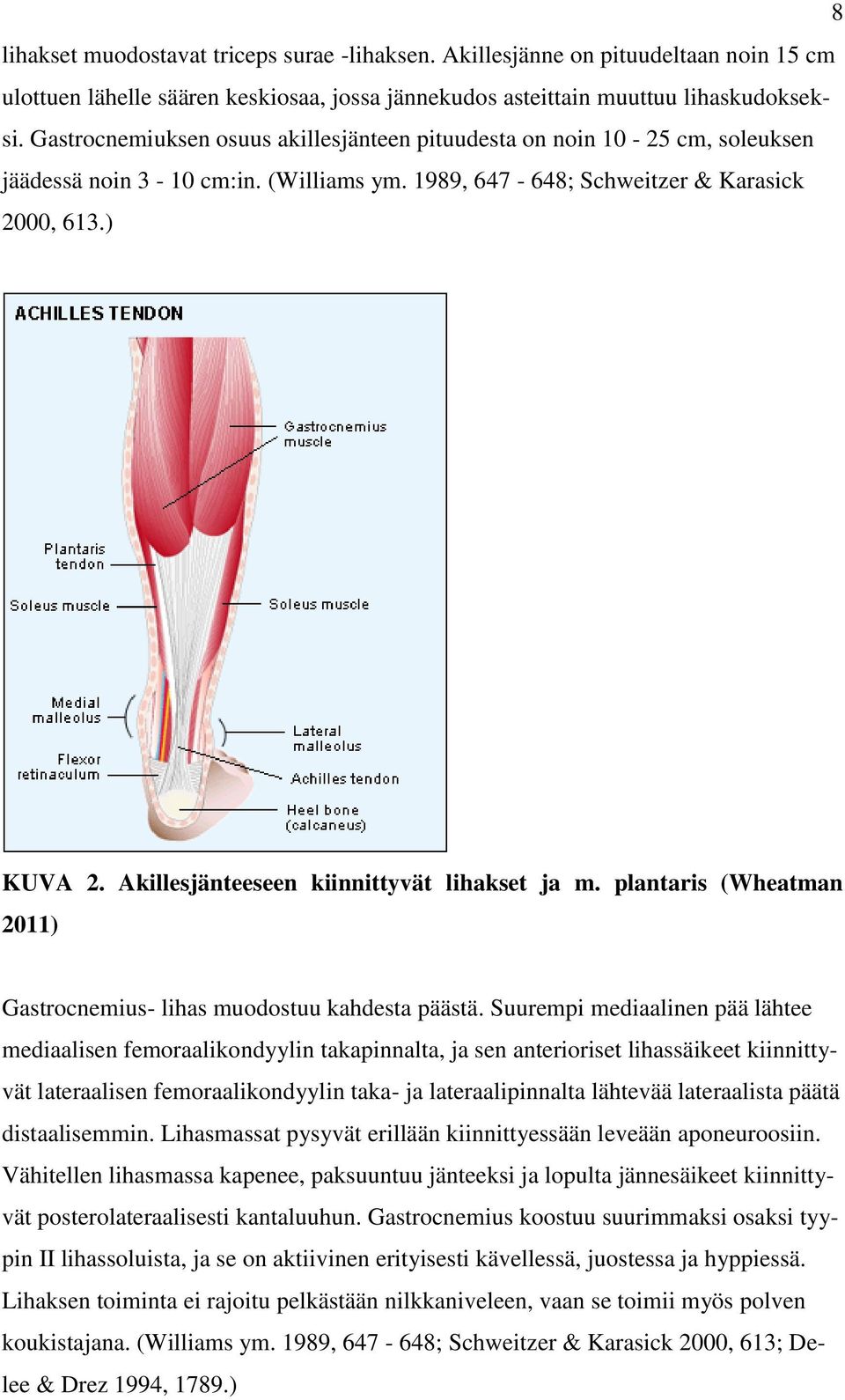 Akillesjänteeseen kiinnittyvät lihakset ja m. plantaris (Wheatman 2011) Gastrocnemius- lihas muodostuu kahdesta päästä.