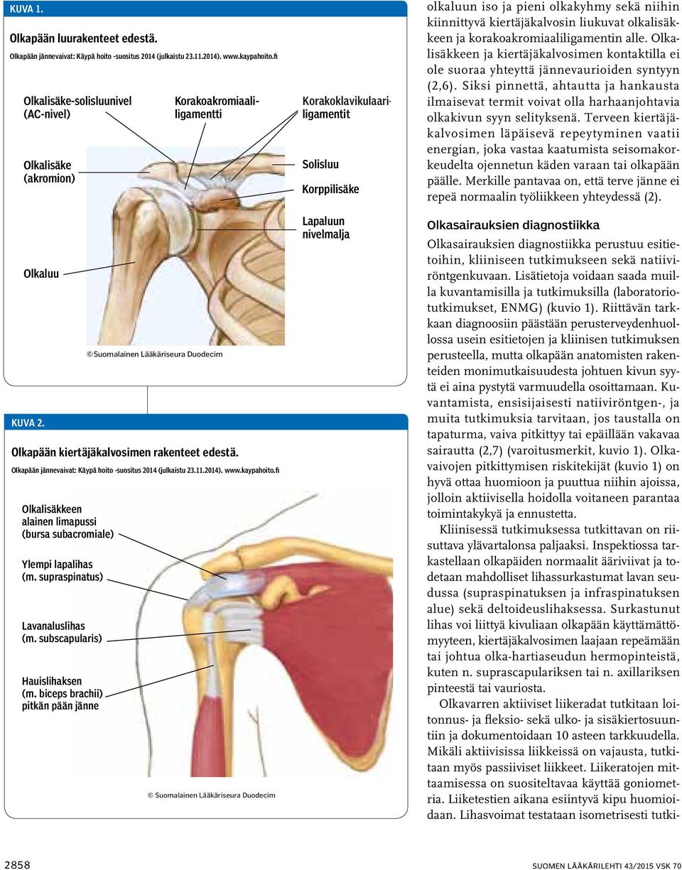 Olkapään jännevaivat: Käypä hoito -suositus 2014 (julkaistu 23.11.2014). www.kaypahoito.fi Olkalisäkkeen alainen limapussi (bursa subacromiale) Ylempi lapalihas (m. supraspinatus) Lavanaluslihas (m.