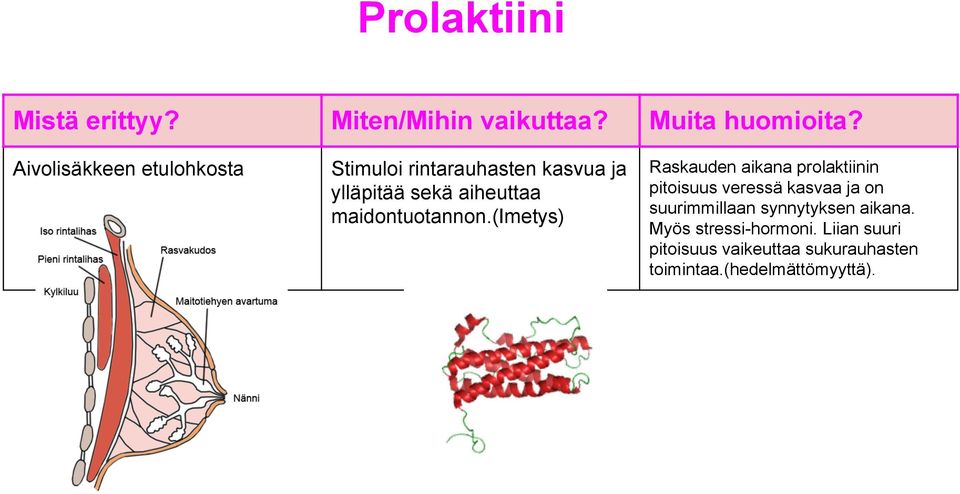 (imetys) Raskauden aikana prolaktiinin pitoisuus veressä kasvaa ja on