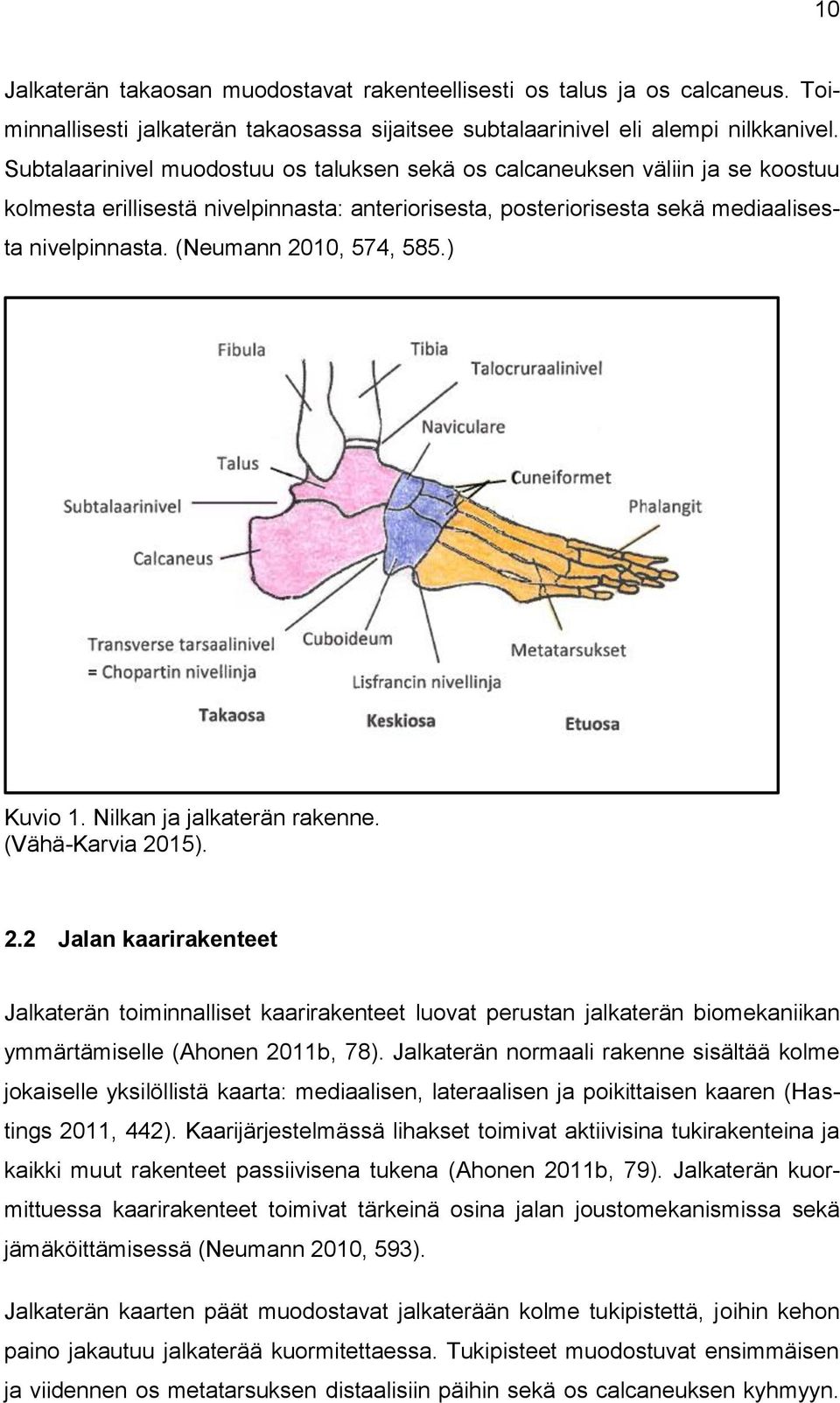 (Neumann 2010, 574, 585.) Kuvio 1. Nilkan ja jalkaterän rakenne. (Vähä-Karvia 2015). 2.2 Jalan kaarirakenteet Jalkaterän toiminnalliset kaarirakenteet luovat perustan jalkaterän biomekaniikan ymmärtämiselle (Ahonen 2011b, 78).