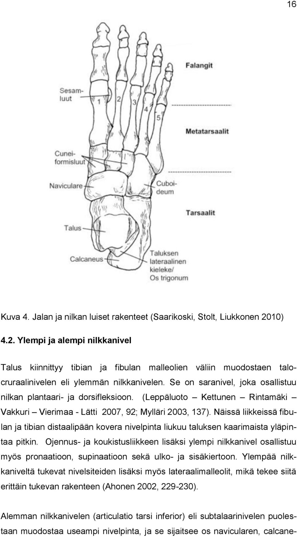 Se on saranivel, joka osallistuu nilkan plantaari- ja dorsifleksioon. (Leppäluoto Kettunen Rintamäki Vakkuri Vierimaa - Lätti 2007, 92; Mylläri 2003, 137).