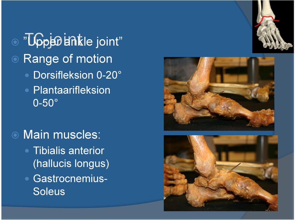 0-50 Main muscles: Tibialis anterior