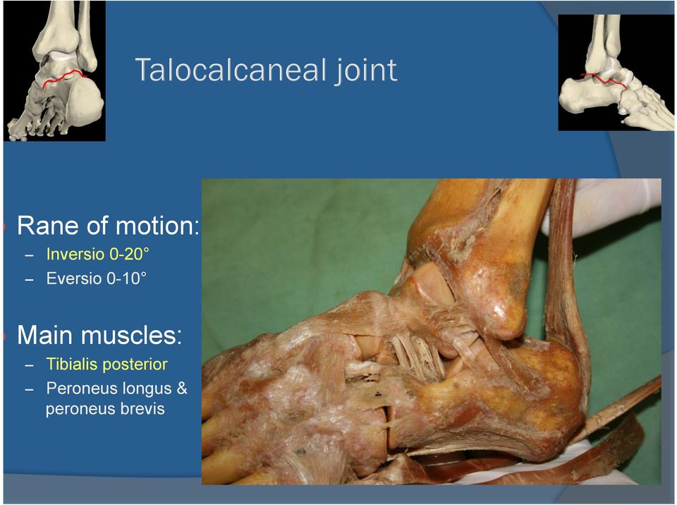 muscles: Tibialis posterior