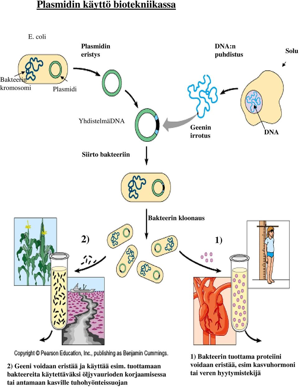 Siirto bakteeriin Bakteerin kloonaus 2) 1) 2) Geeni voidaan eristää ja käyttää esim.