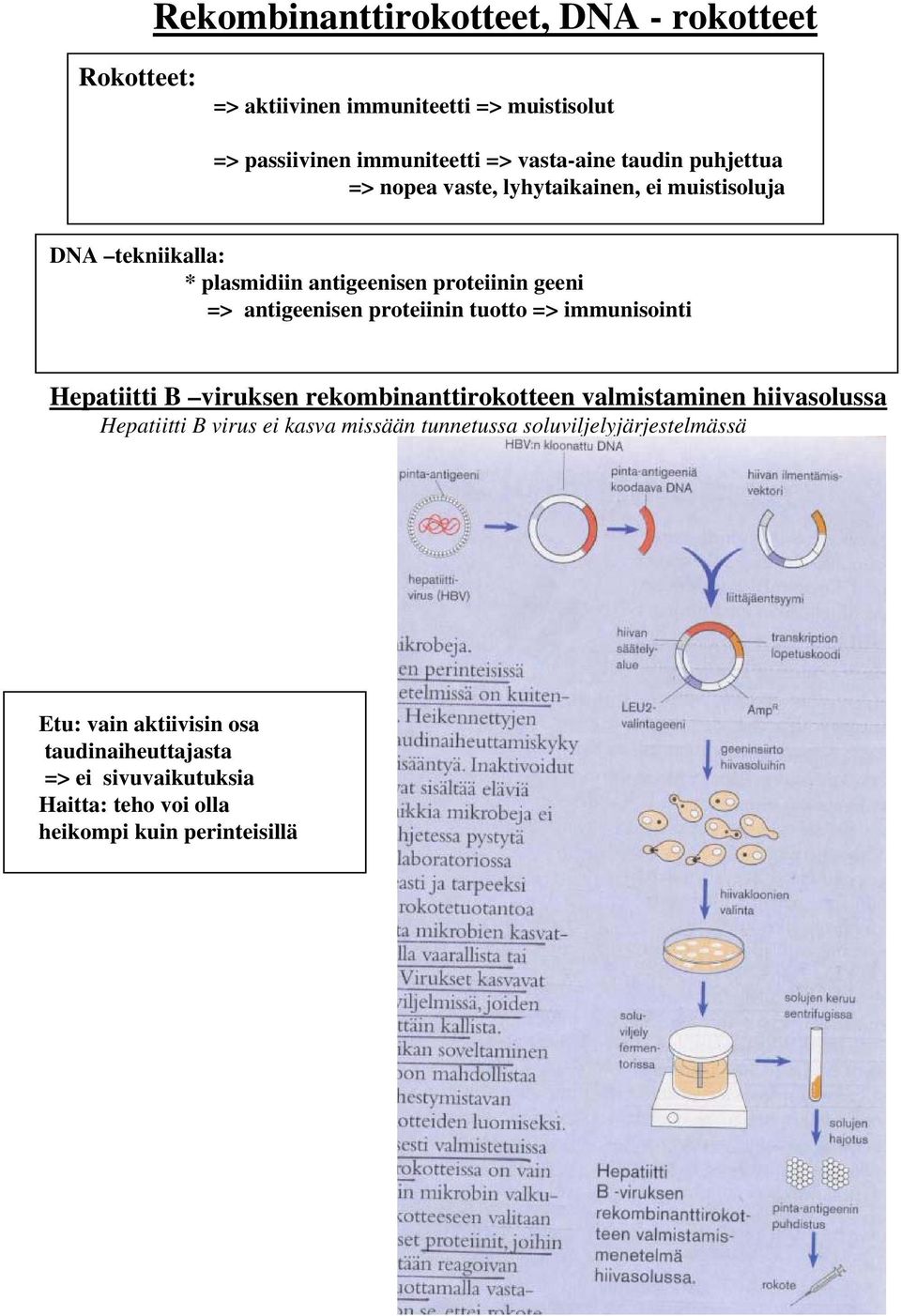 proteiinin tuotto => immunisointi Hepatiitti B viruksen rekombinanttirokotteen valmistaminen hiivasolussa Hepatiitti B virus ei kasva missään