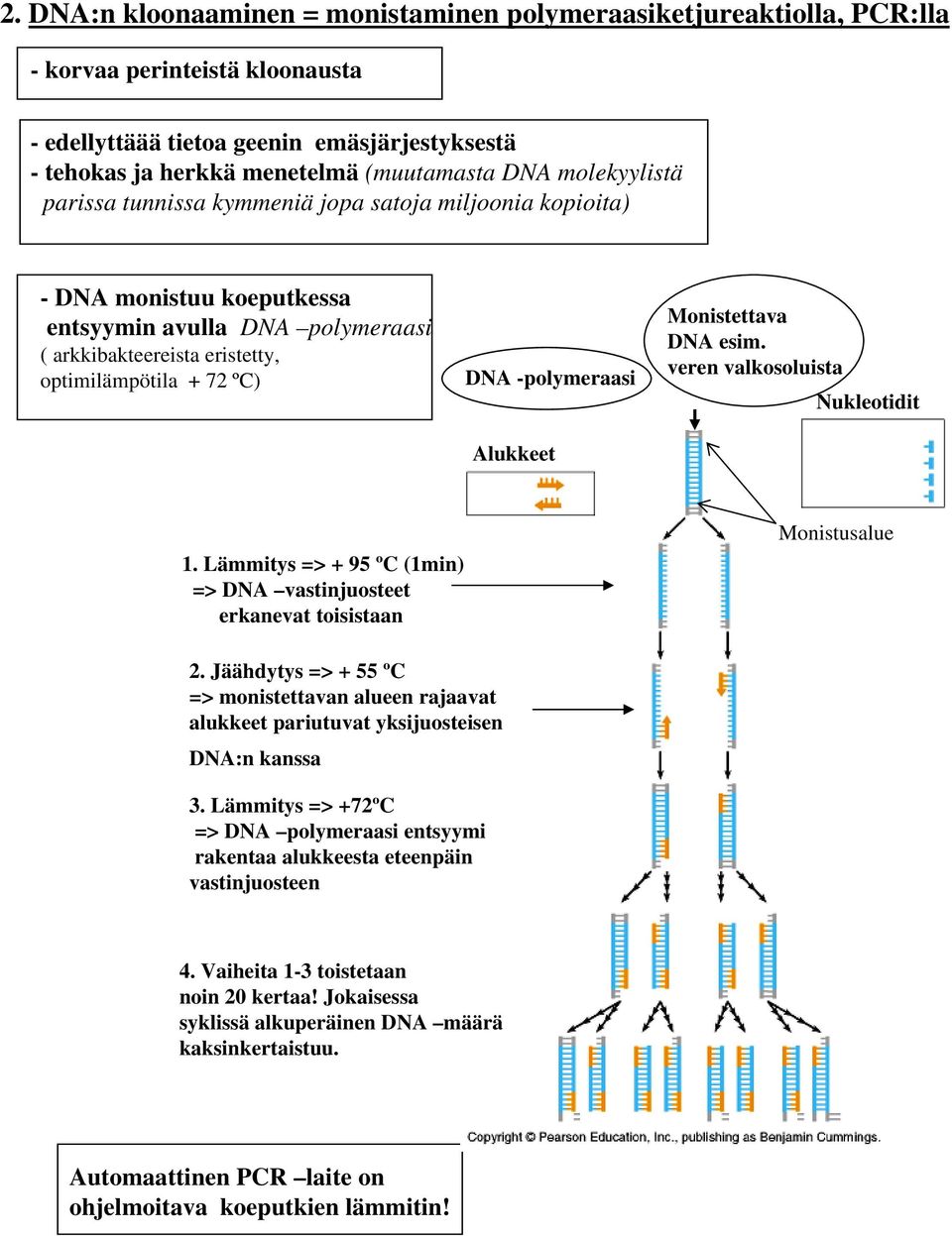 -polymeraasi Alukkeet Monistettava DNA esim. veren valkosoluista Nukleotidit 1. Lämmitys => + 95 ºC (1min) => DNA vastinjuosteet erkanevat toisistaan Monistusalue 2.