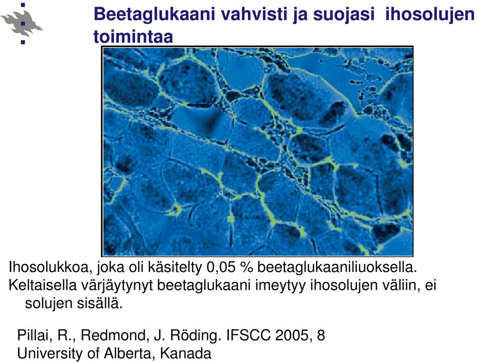 Keltaisella värjäytynyt beetaglukaani imeytyy ihosolujen väliin, ei