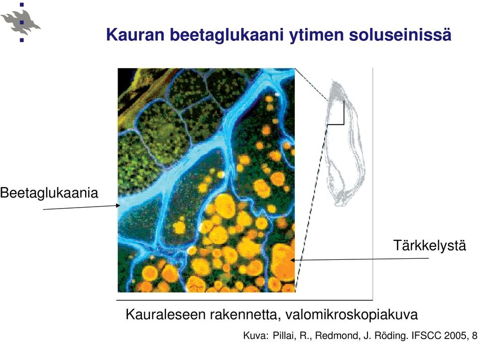 rakennetta, valomikroskopiakuva Kuva: