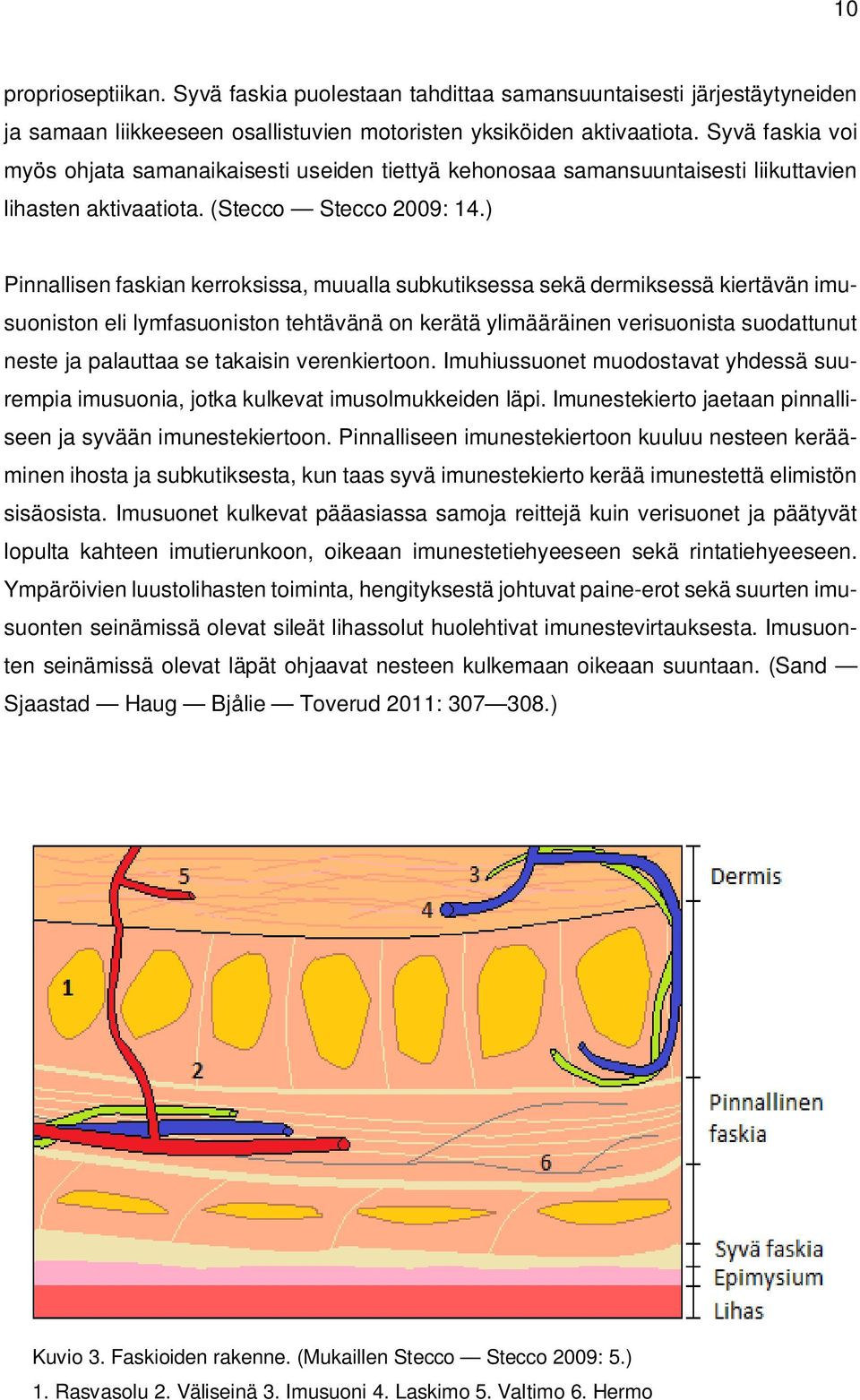 ) Pinnallisen faskian kerroksissa, muualla subkutiksessa sekä dermiksessä kiertävän imusuoniston eli lymfasuoniston tehtävänä on kerätä ylimääräinen verisuonista suodattunut neste ja palauttaa se