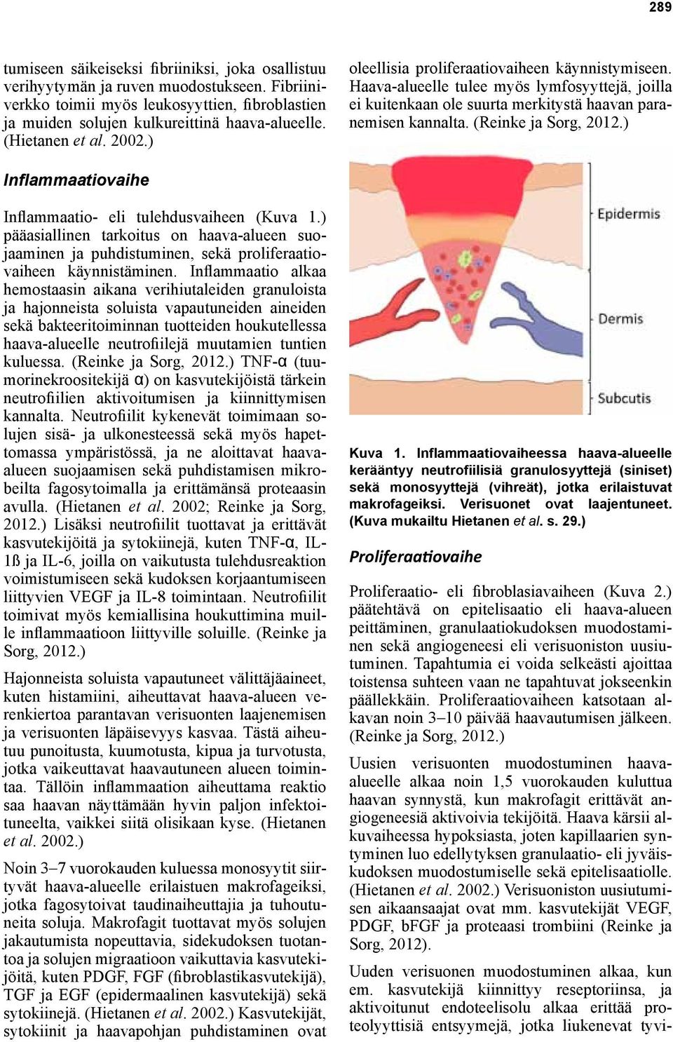 (Reinke ja Sorg, 2012.) Inflammaatiovaihe Inflammaatio- eli tulehdusvaiheen (Kuva 1.) pääasiallinen tarkoitus on haava-alueen suojaaminen ja puhdistuminen, sekä proliferaatiovaiheen käynnistäminen.