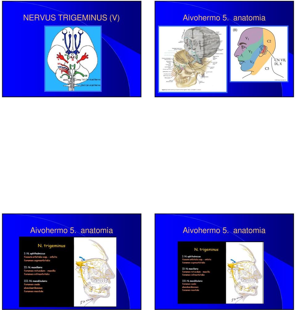 anatomia  anatomia 