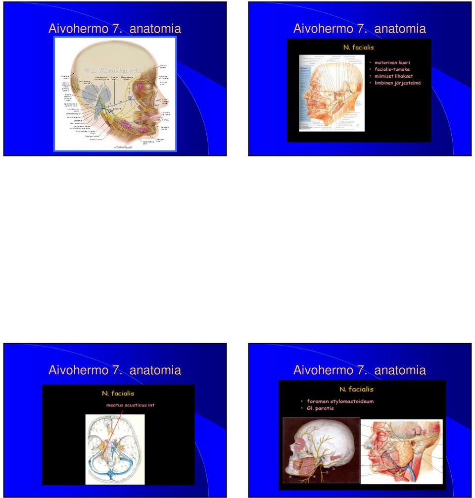 anatomia  anatomia