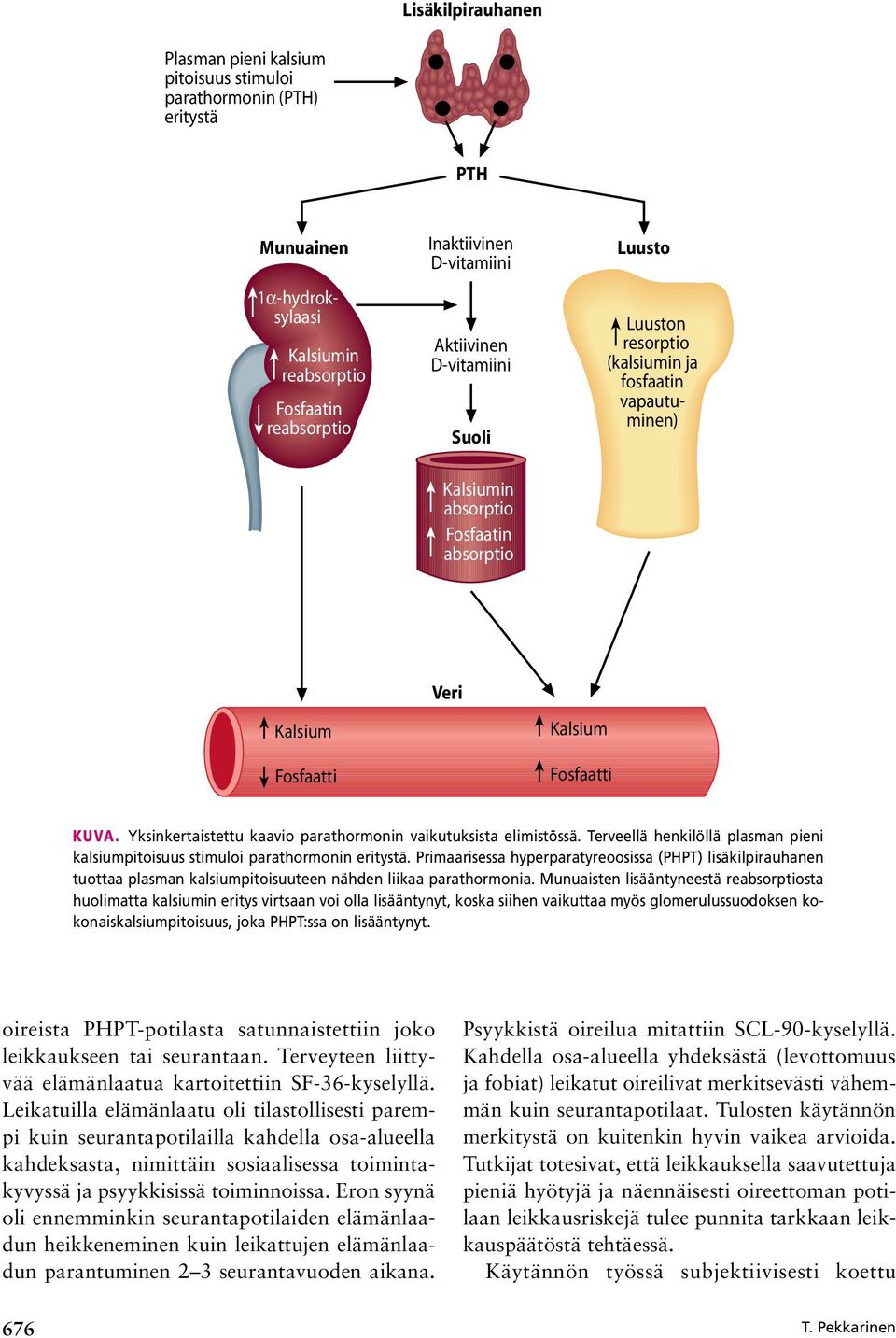 Yksinkertaistettu kaavio parathormonin vaikutuksista elimistössä. Terveellä henkilöllä plasman pieni kalsiumpitoisuus stimuloi parathormonin eritystä.