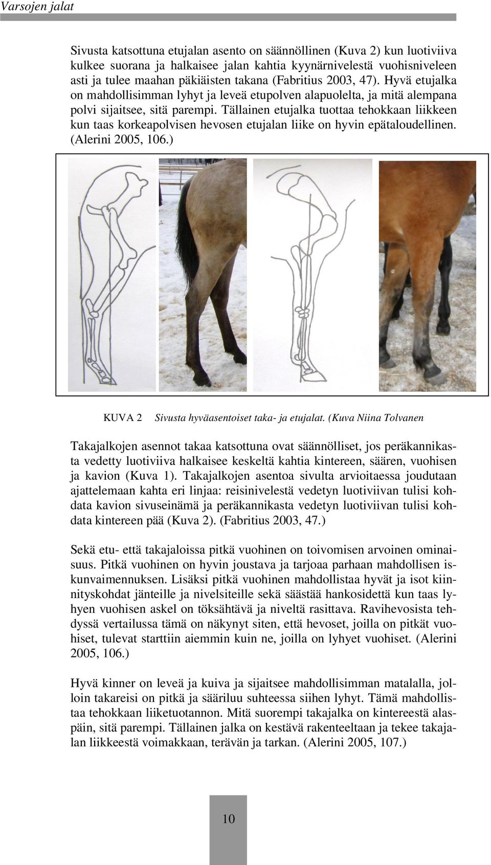 Tällainen etujalka tuottaa tehokkaan liikkeen kun taas korkeapolvisen hevosen etujalan liike on hyvin epätaloudellinen. (Alerini 2005, 106.) KUVA 2 Sivusta hyväasentoiset taka- ja etujalat.